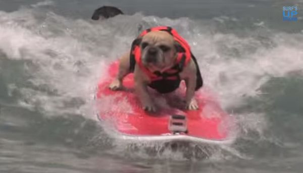 動画 愛犬家サーファー必見 サーフ犬が可愛すぎる Waval サーフィンと自然を愛する人のサーフメディア