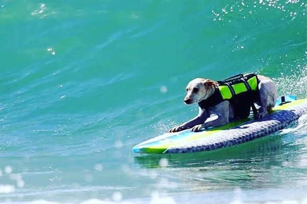 愛犬と一緒に波乗りを楽しむドッグサーフィンとは Waval サーフィンと自然を愛する人のサーフメディア