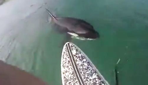 ヒヤヒヤ動画 Supを楽しんでいる際中に オルカアタック シャチと波乗りセッション Waval サーフィンと自然を愛する人のサーフメディア