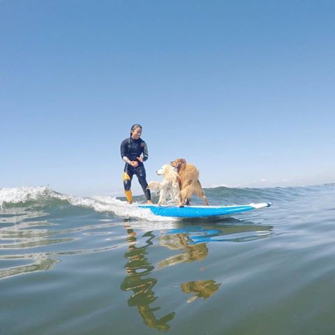 プロサーファー大村奈央 愛犬リリーとベルとのサーフィン動画 Waval サーフィンと自然を愛する人のサーフメディア