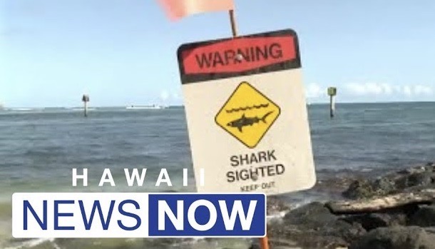 アラモアナボウルズでサーフィンの大会中、11歳女子の近くにサメが出現。オアフ島南岸で相次ぐ被害
