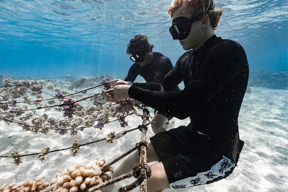 Billabongが海洋保護に取り組む国際団体CoralGardenersと提携し、新コラボレーションコレクションを発表