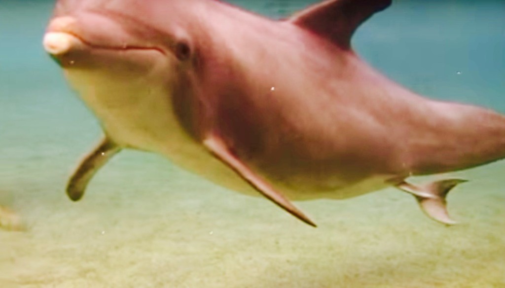 幸せの象徴 イルカ の感動的な出産動画 Waval サーフィンと自然を愛する人のサーフメディア