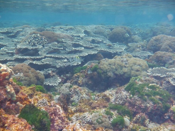 種子島 地元高校生の自然環境保護企画「藻場を再生し、ウミガメと漁業者との共生の実現へ」