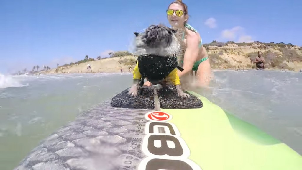 surfing_dog
