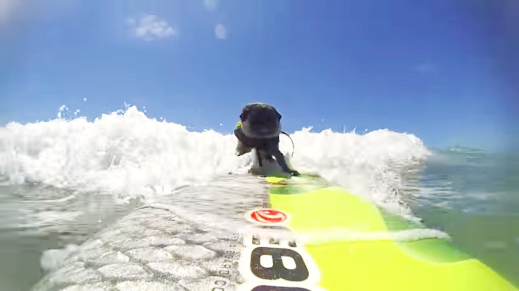 ワンちゃんサーフィン 波乗りパグ 5日間で再生15万回の動画 Waval サーフィンと自然を愛する人のサーフメディア